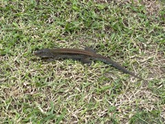 Ground Lizard (Ameiva exsul) (8